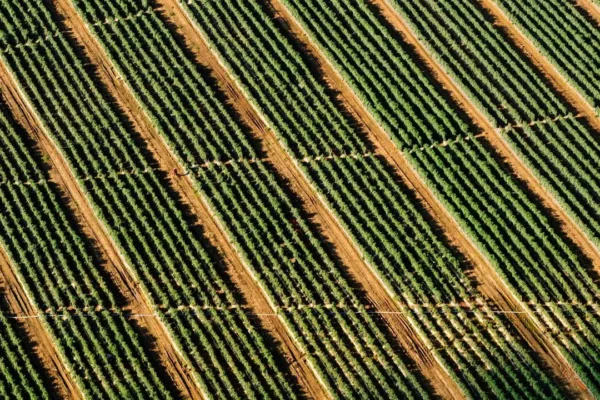 local vineyard tours and tastings