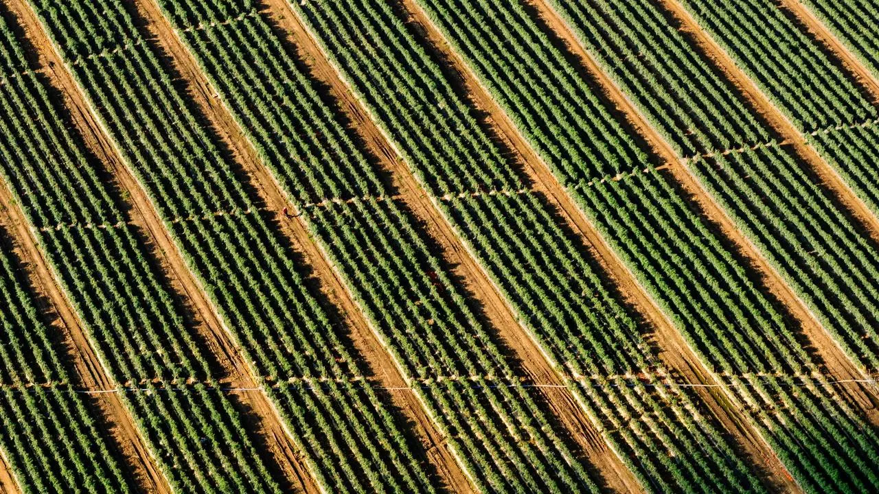 local vineyard tours and tastings